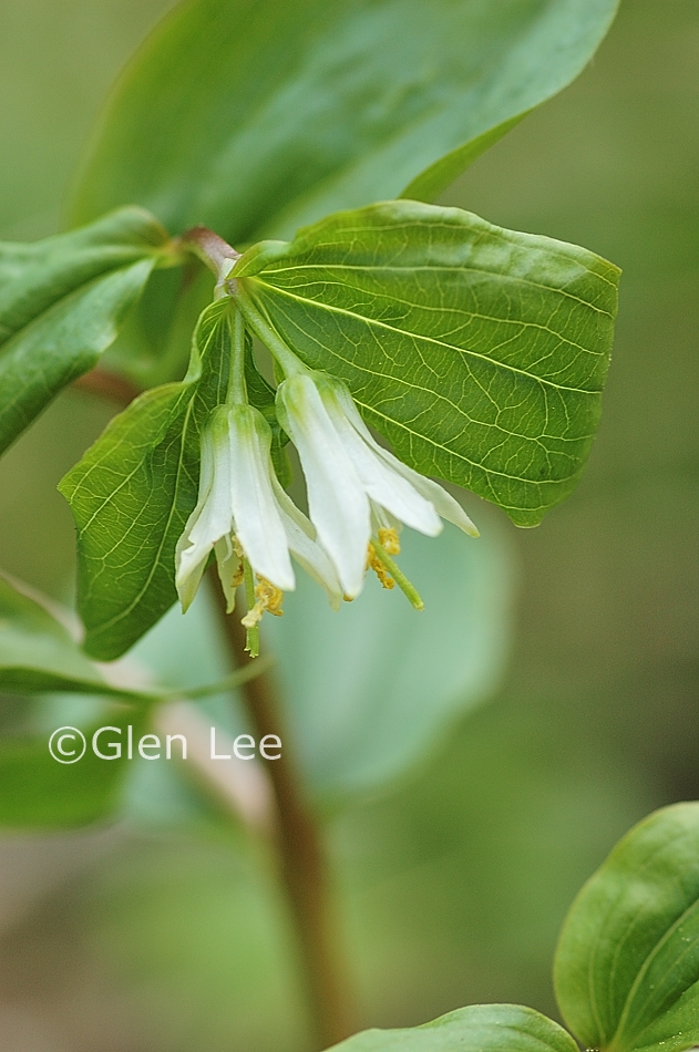 Prosartes Trachycarpa Photos Saskatchewan Wildflowers